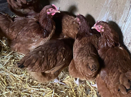 Rhode cross light Sussex pullets