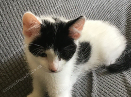 Kittens