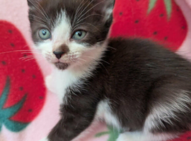 British Blue x kittens, flead/wormed/litter trained/socialised/   From &pound;80