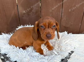 Dachshund puppies only 1 Boy available