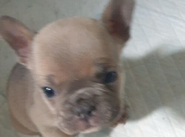 6 frenchies