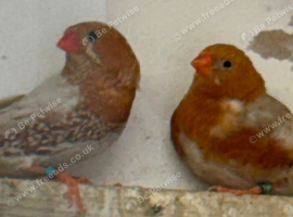 Double and Triple Orange Zebra Finches