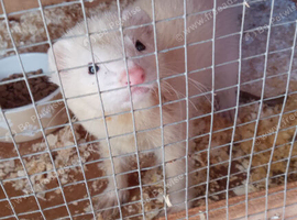 Ferret