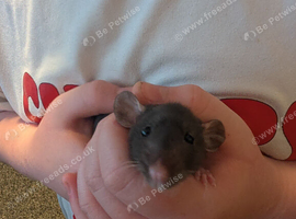 Male Dumbo rat
