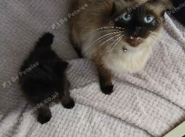 Ragdoll x Maine coon