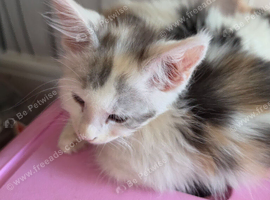 TICA REGISTERED STUNNING KITTENS