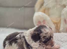 Chocolate and merle cockapoos