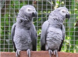 Parent reared wild female african grey