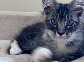 Gorgeous Pedigree Maine Coon Kittens for Sale