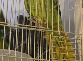 Ringnecks