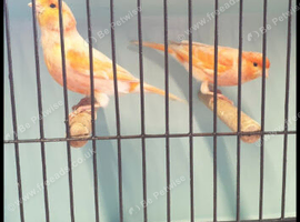 Red diamorphic canaries