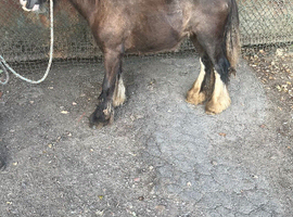 Mini gypsy cob