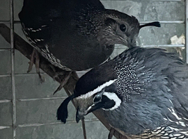 Various pairs of California quail