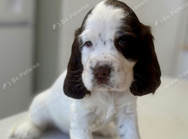 Beautiful full show cocker spaniels