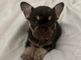 GIRL PUPPY FRENCH BULLDOG