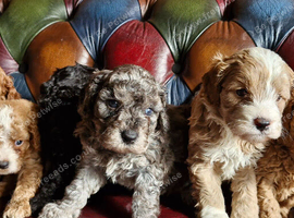 Gorgeous f1b Cavapoo puppys.health tested parents