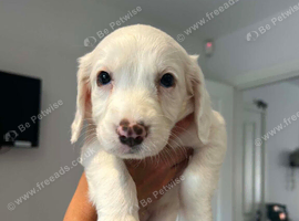 Sprocker Spaniel Puppies