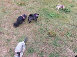 Dog walking/Animal sitting/Animal presenting parties