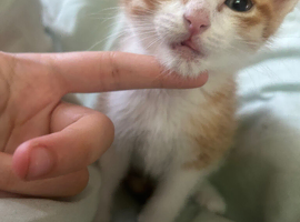 Kittens