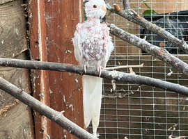 Pure white red eyes cockatiel baby for sale