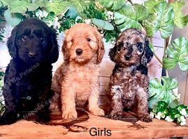 Quality Cockapoo Puppies Rare Merle Red Black