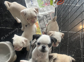 KC registered Pugs Puppies