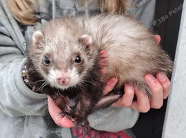 Female ferret