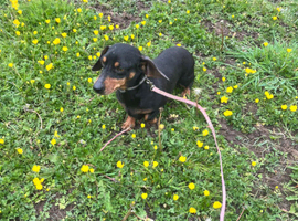Miniature Dachshund female dog