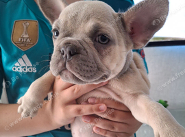 French bulldog pups (kc reg )