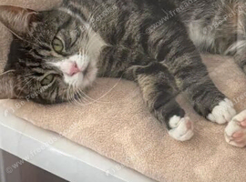 1 year old boy looking for his forever home