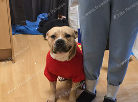 Loving, Loyal, and Protective: 5-Year-Old Standard American Bully Not XL Needs a Devoted Home
