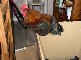 French Black Copper Maran Cockerel