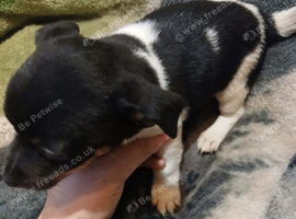 Jack Russell pups 2 boys