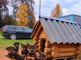 MEDIUM COAT GERMAN SHEPHERD PUPPIES LOOKING FOR LOVING HOMES