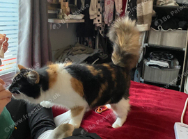 Calico kittens