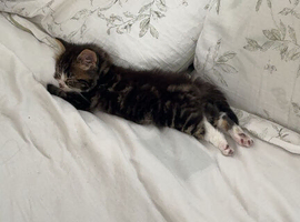 tabby male kitten 9 weeks