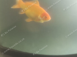 Goldfish