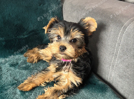 Beautiful puppies ready for new homes!