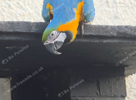 Blue & Gold Macaw