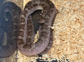 Granite diffused corn snake