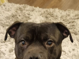 Staffie for stud