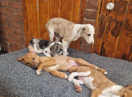 Lurcher pups collie cross