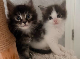 2 Full Mainecoon Kittens Available