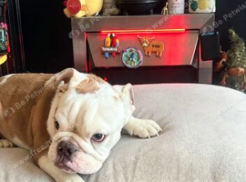 Bulldog