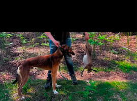 Saluki greyhound