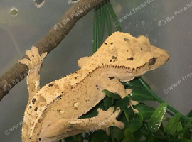Crested geckos