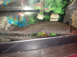 Axolotl available