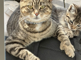 Kittens