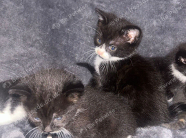 Baby kittens