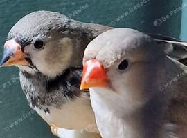 Zebra finch